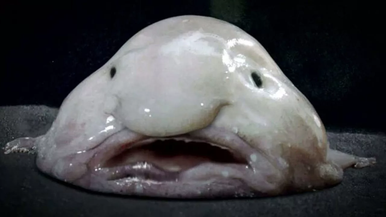 animales-marinos-raros6-1-1280x720.webp