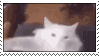 animals-cat10.gif