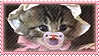 animals-cat20.webp