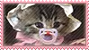 animals-cat20.webp