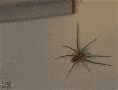 aranya.gif