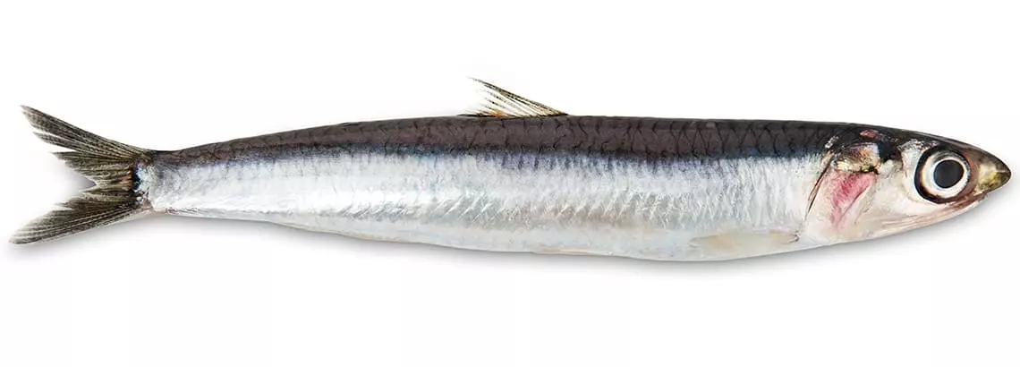 Boquerón-img-grande.webp