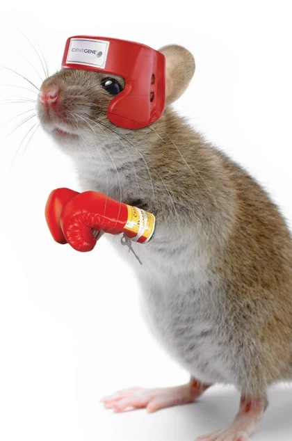 boxing-mouse.webp