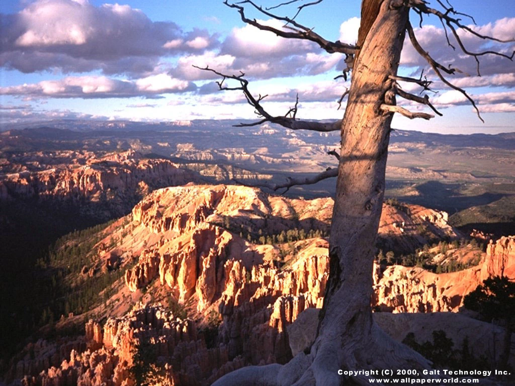 bryc1a.webp