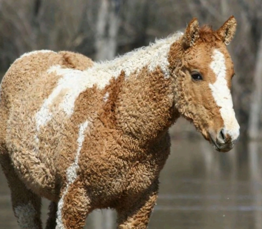 CaballoR.webp