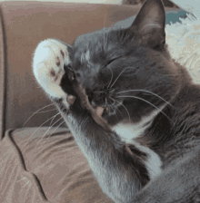 cat-cat-grooming.gif