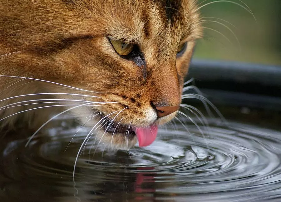 cat-drinking-water-lisa-beattie-3574397456.jpg