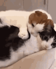 cat.gif