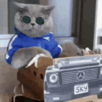cat-rider (1) (1) (1).gif