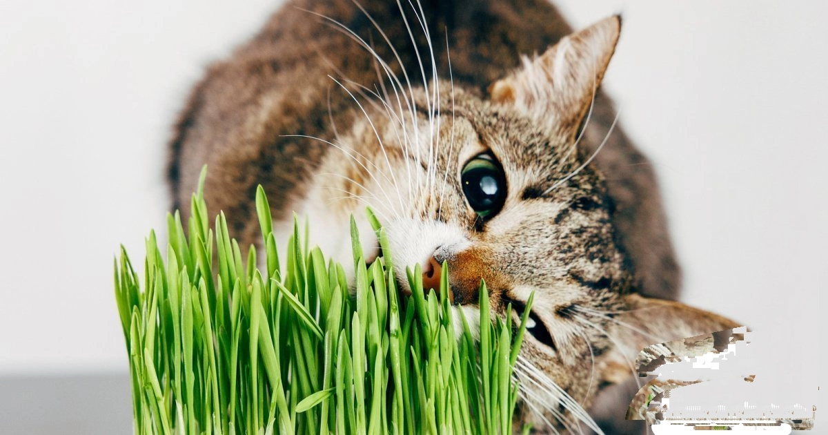 catnip.jpg