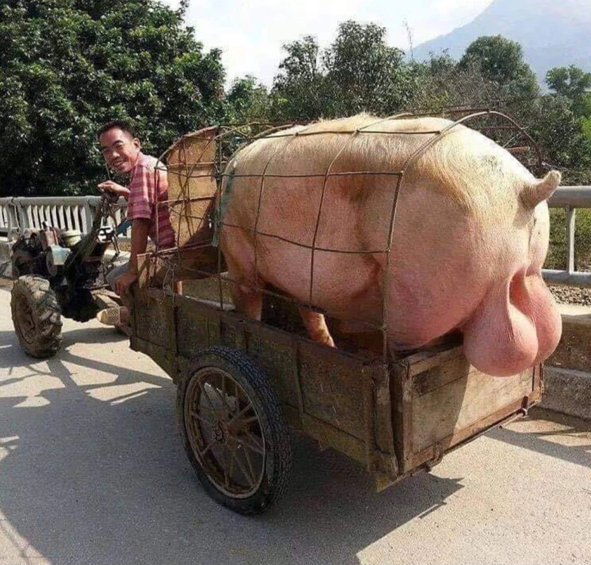 Cerdo-gigante-moto (1).webp
