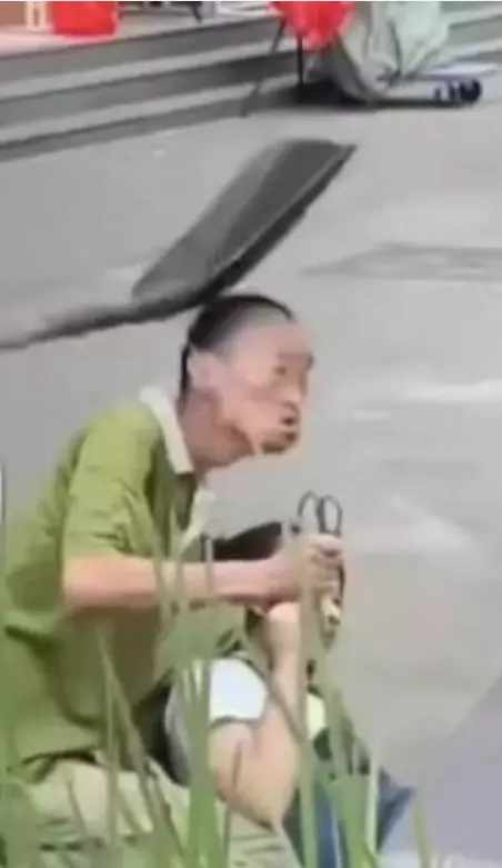 chinopala.webp