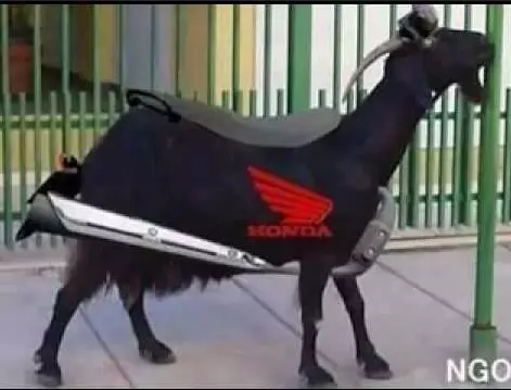 Chivo.webp