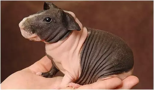 Cobaya-Skinny.jpg