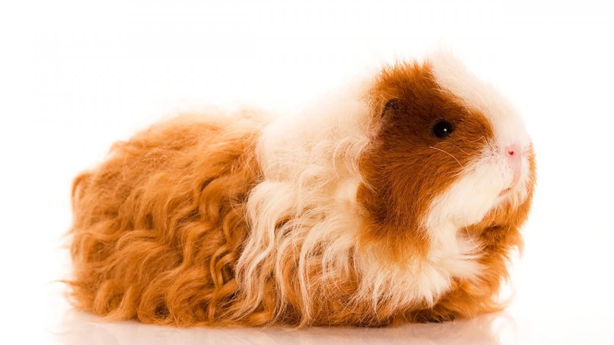 cobaya-texel.webp