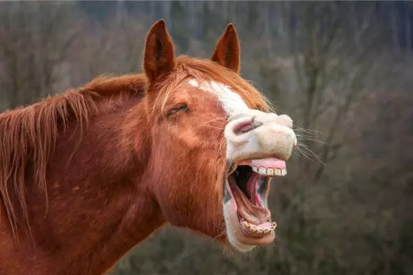 como_es_la_dentadura_de_un_caballo_26522_2_600.webp
