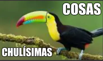 cosaschu.webp