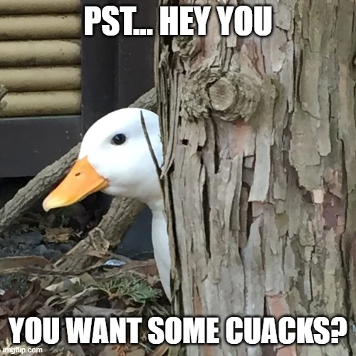 cuack.webp