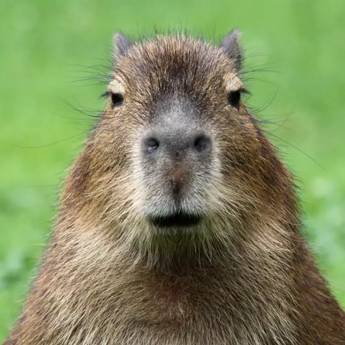 cuidados_de_una_capibara_20185_orig.webp