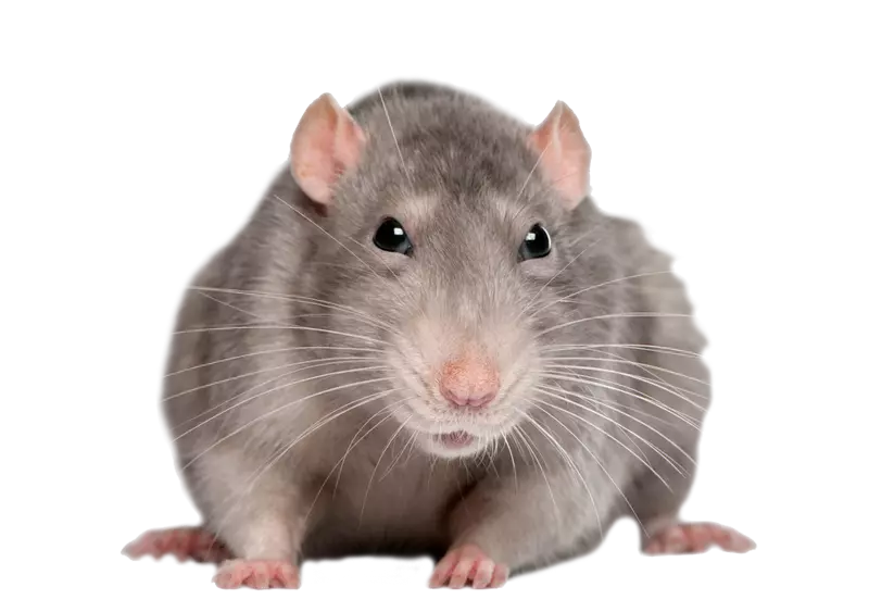 cute-rat-png--800.webp
