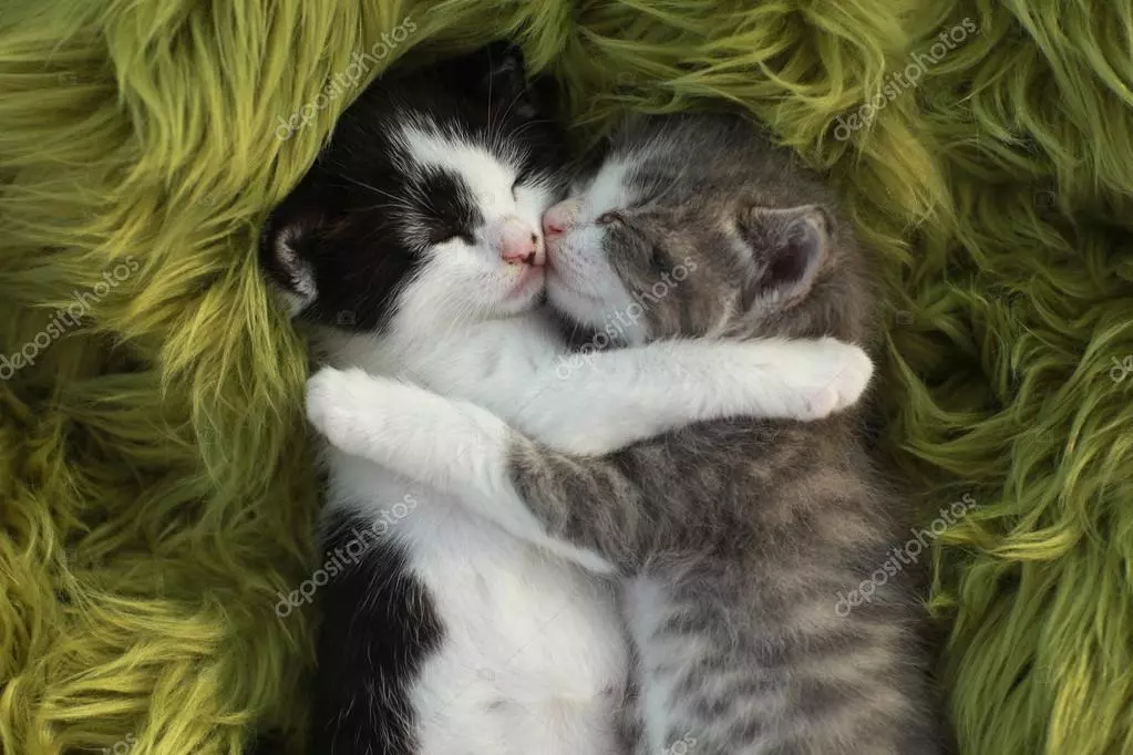 depositphotos_14094483-stock-photo-kittens-outdoors-in-natural-light.webp