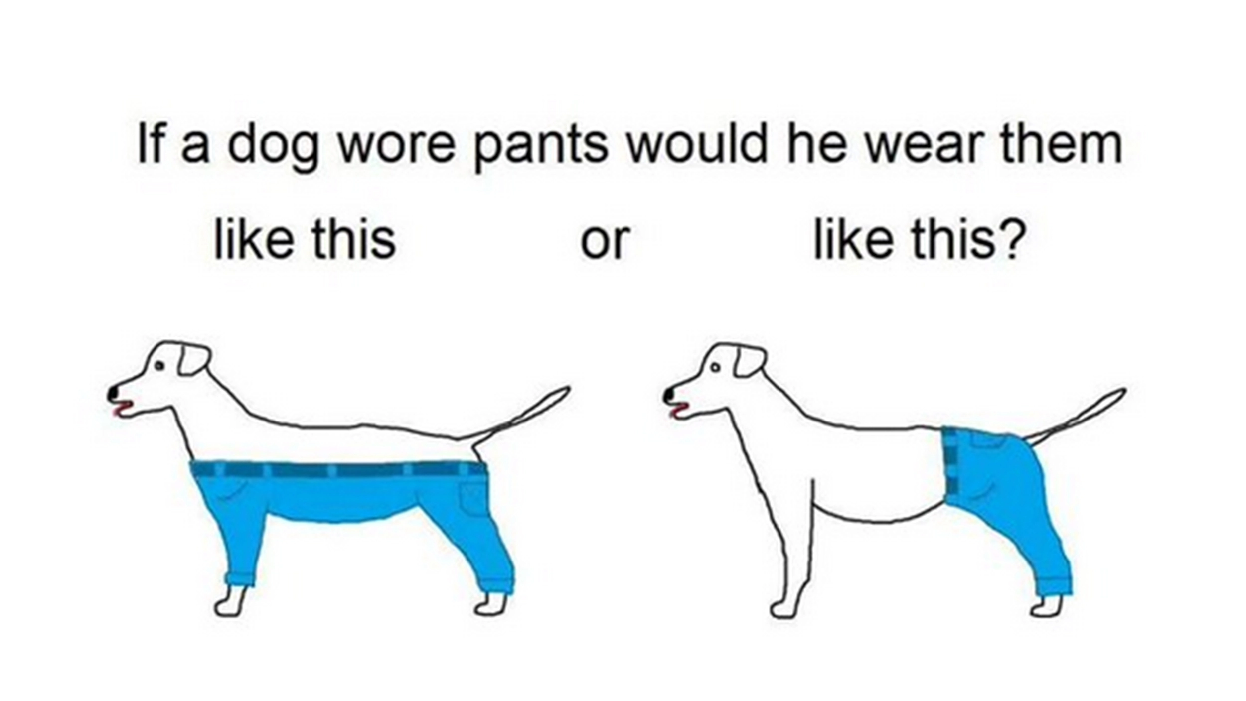 dog-pants-today-151230-tease_0.webp
