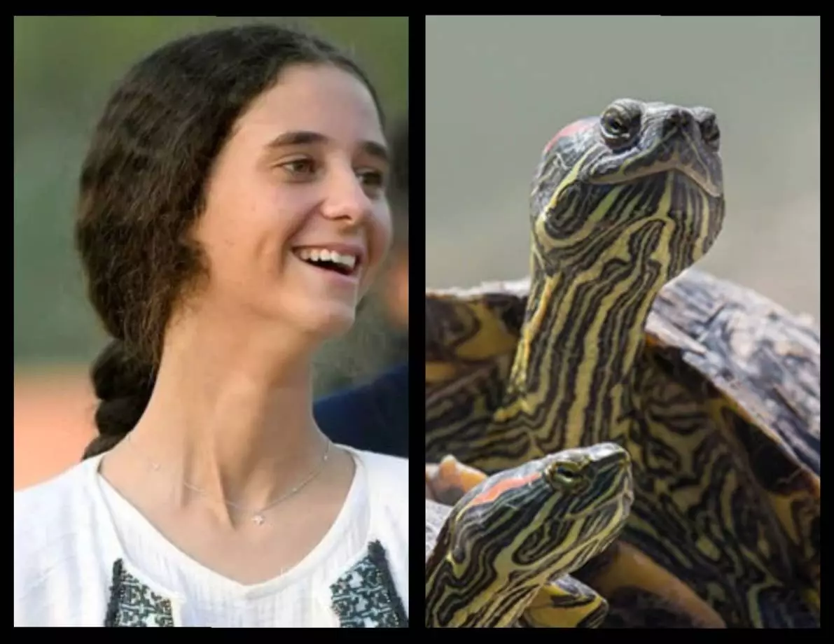 Donde esta mi tortuga.webp