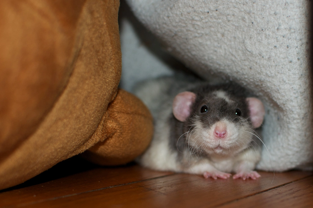 Dumbo-eared-blue-rex-rat-with-star-and-broken-mismatched-cap.webp