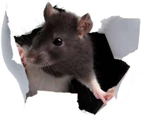 emojipng.com-159938.webp