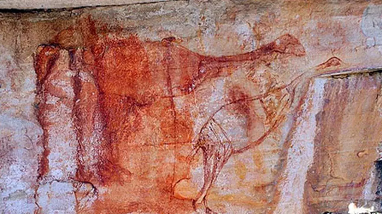 extinct-bird-human-evolution-australia.webp