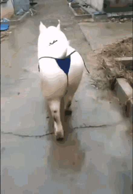 fetchpik.com-GVpca3s269.gif