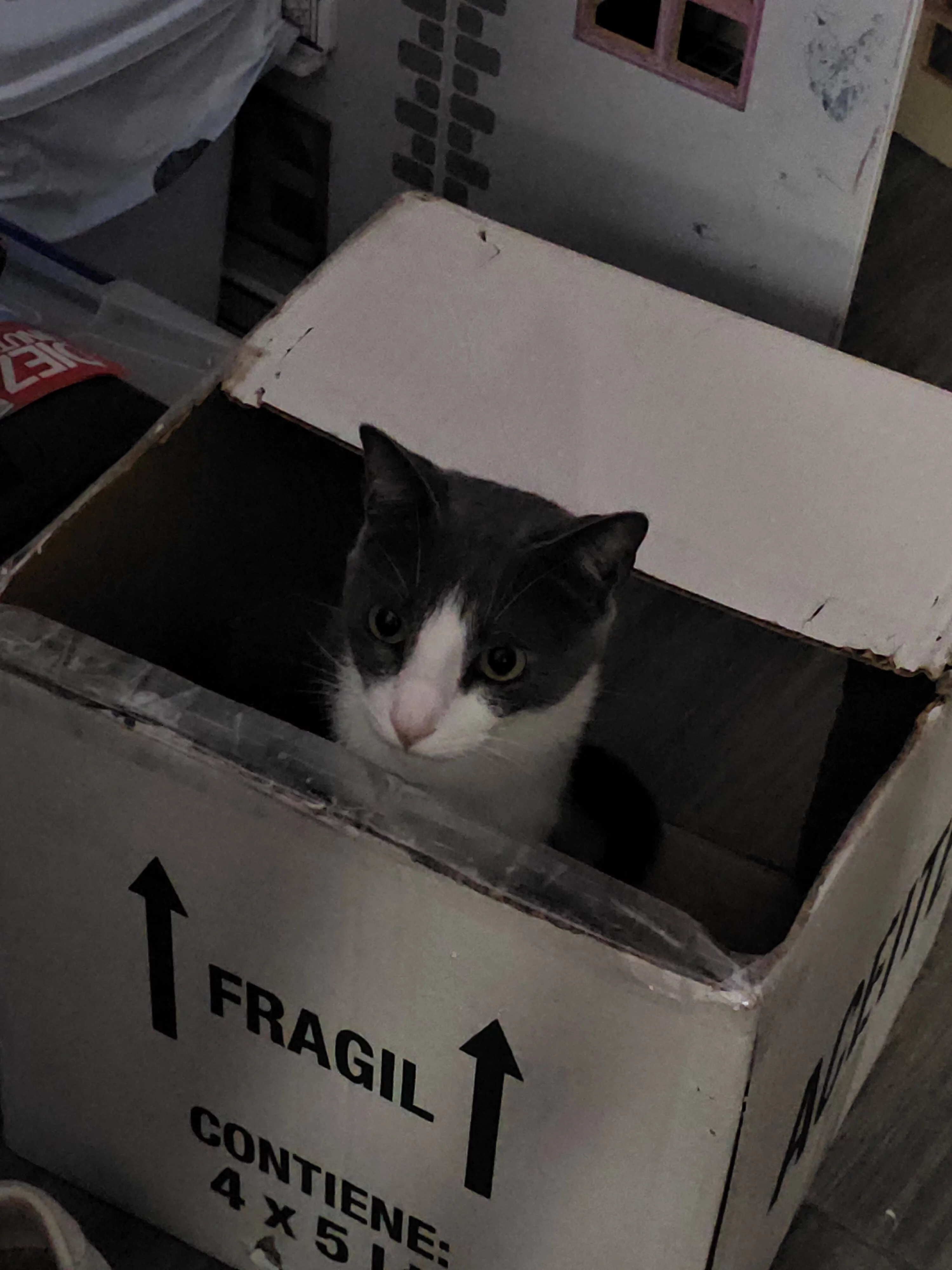 fragil.webp