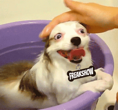 FreakShow.gif