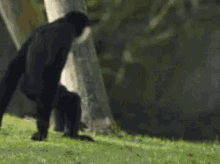 funny-animals-monkey-hug.gif