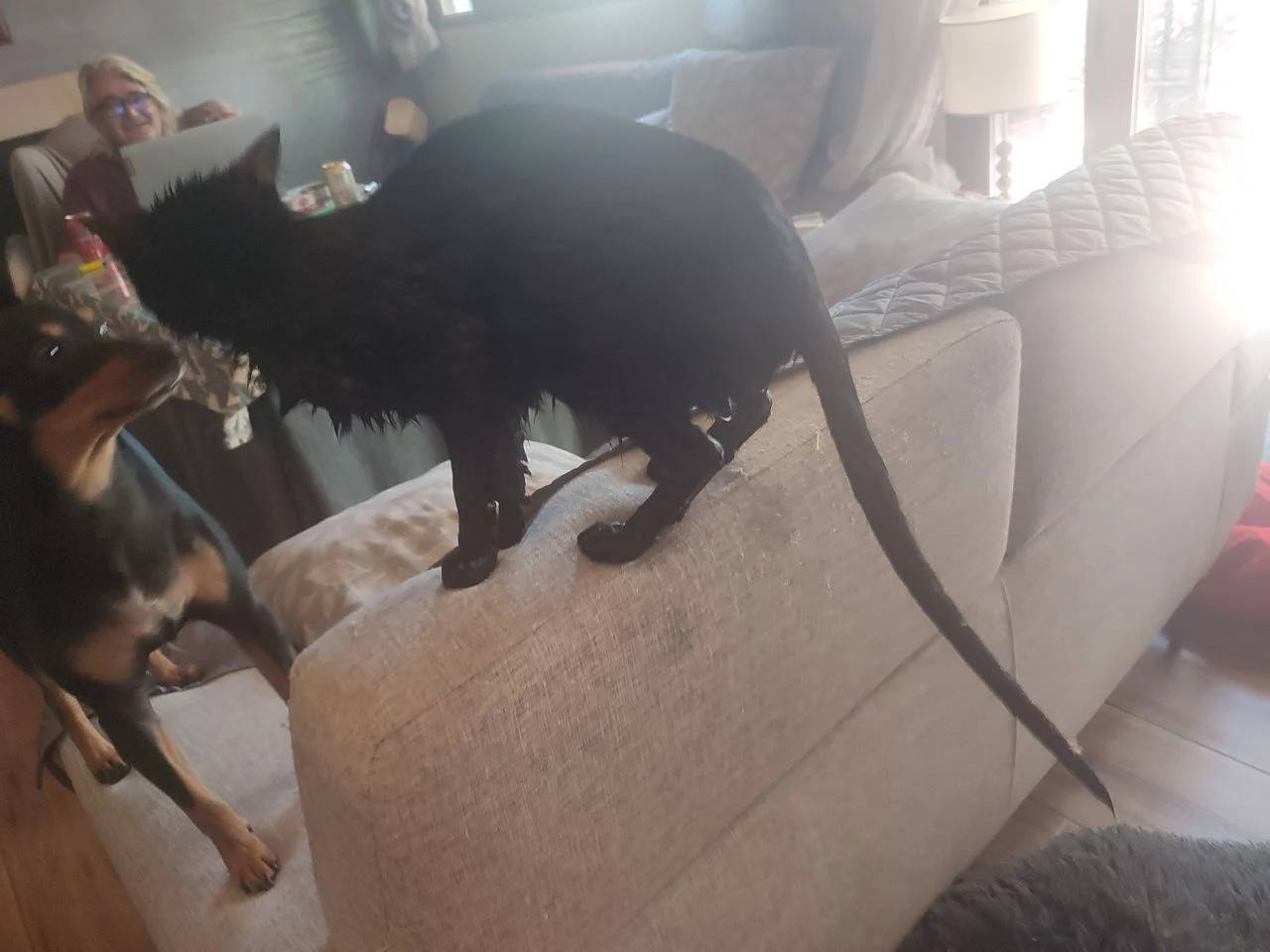 gato bañado.webp