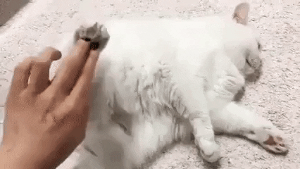 gato blanco.gif