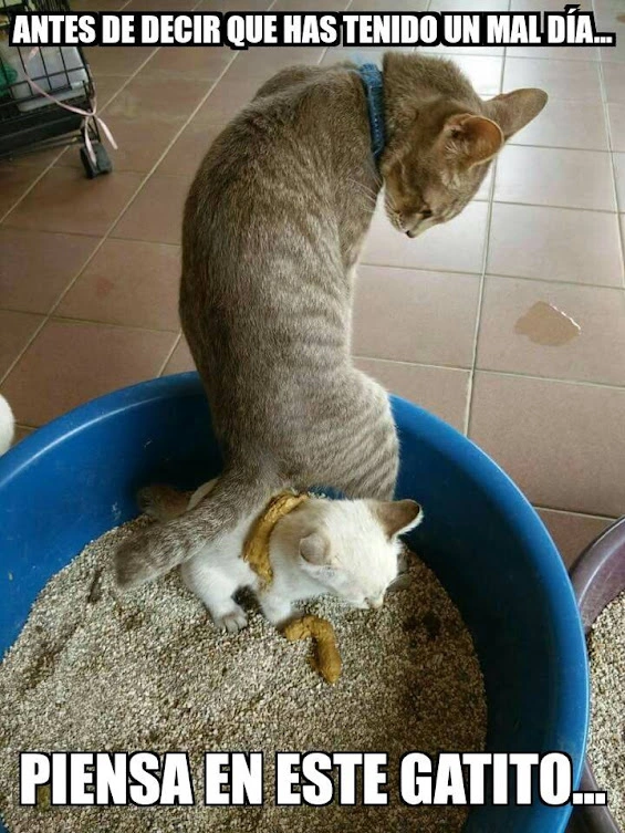 gato cagado.webp