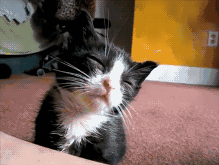 gato cegato.gif