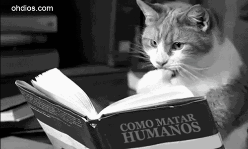 gato.gif