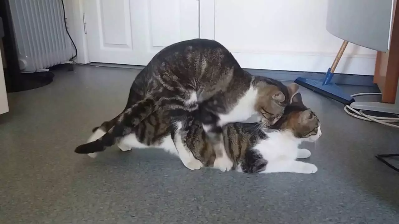 gatos-apareandose.webp