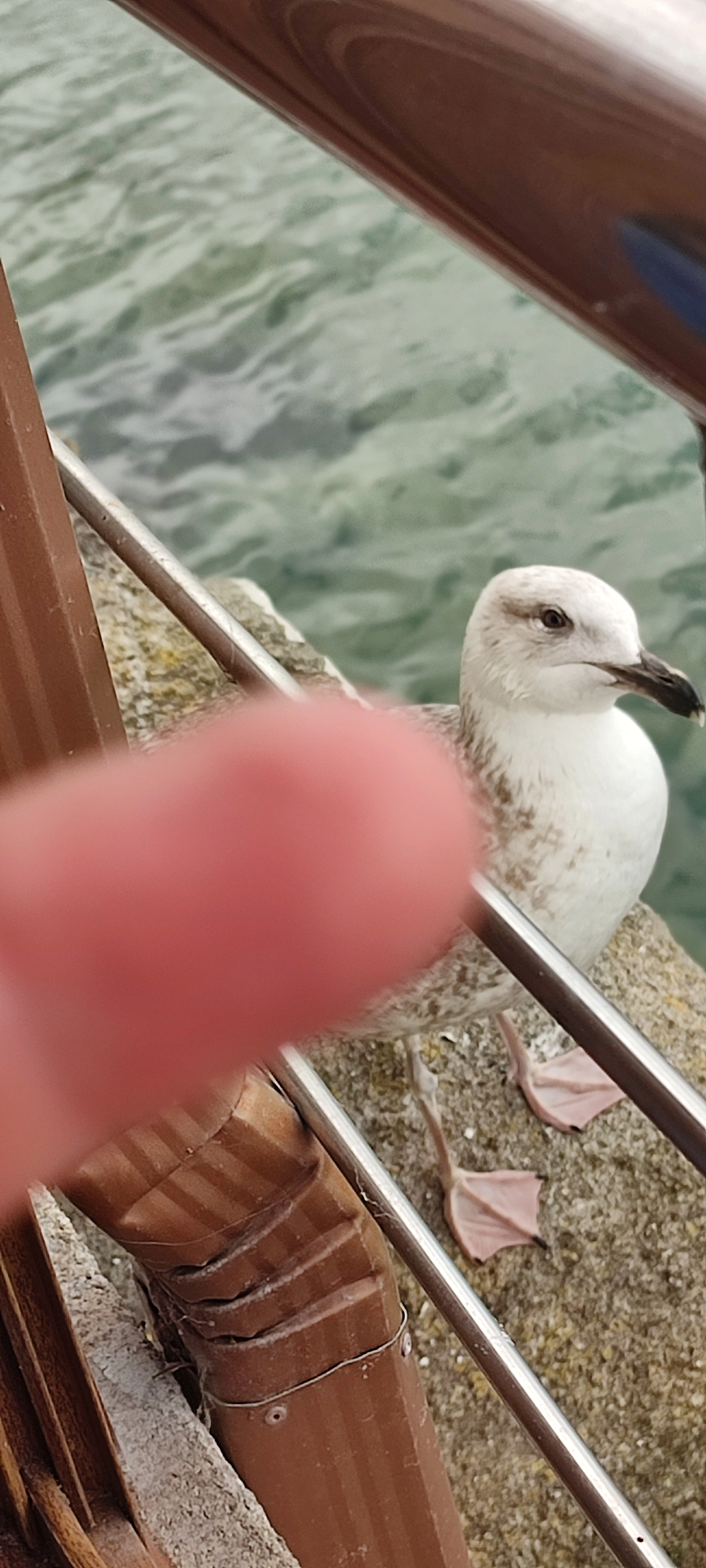 gaviota dedo.jpg