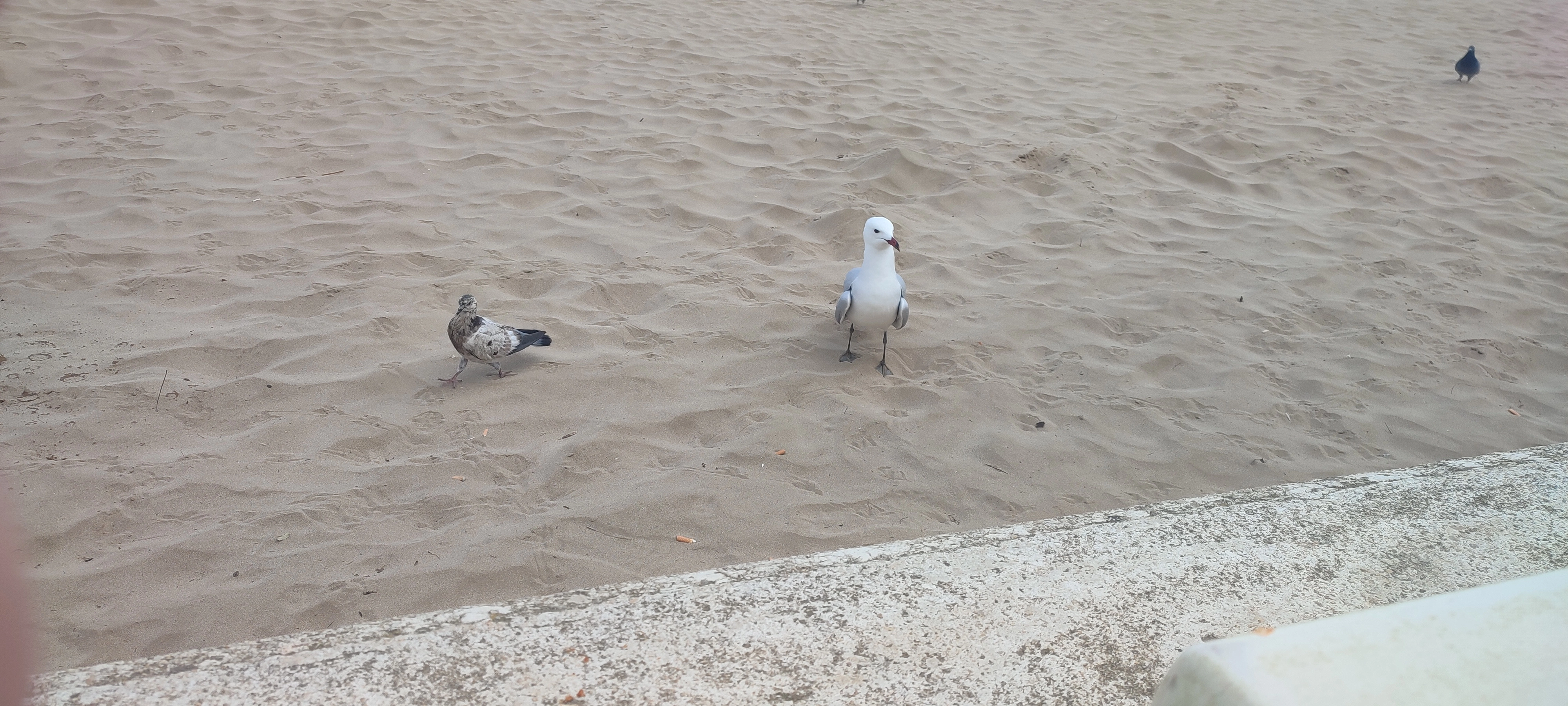 gaviotas.webp