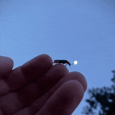 GIF_20240807_034538_395.gif