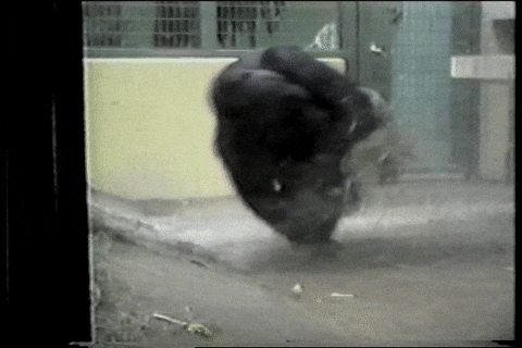 giphy (5).gif
