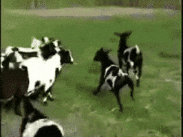 goat cow.gif