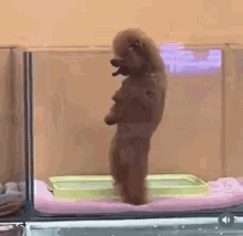 gos balla lkjhlkjh.gif