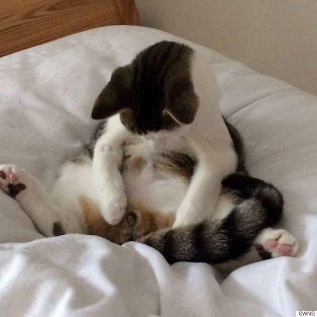 h-CAT-NEUTERED-640x640.webp