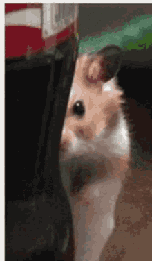 hamster-ayasan.gif