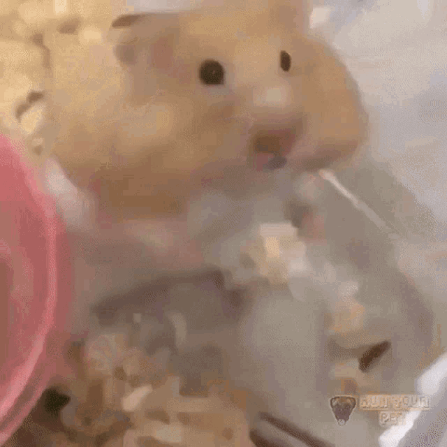 hamster-cute.gif