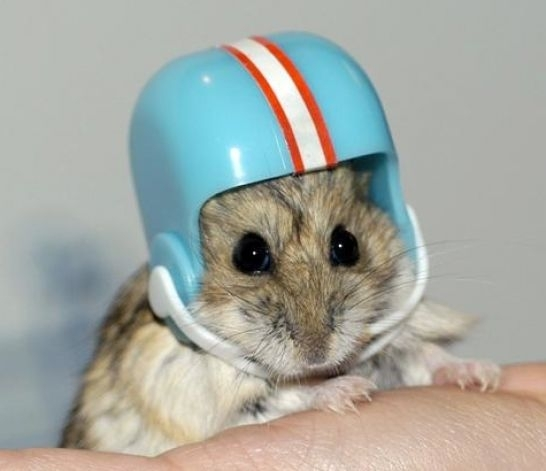 hamsters-hamsters-22507876-546-471.webp